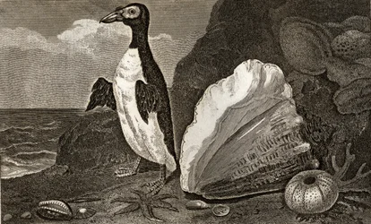 Le pingouin avec le conque et autres coquillages et éponges